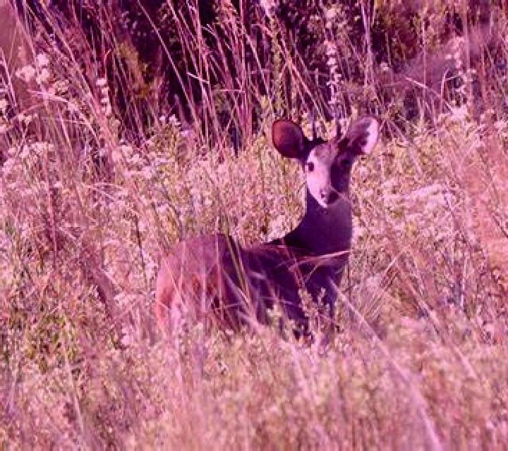 Joker Poker (Esa Gaming) slot game